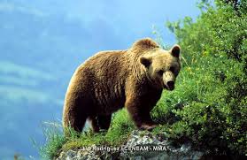 Attēlu rezultāti vaicājumam “Ursus arctos”