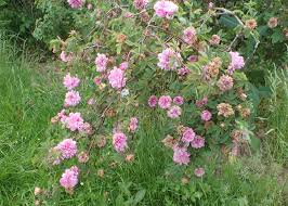 Attēlu rezultāti vaicājumam “Rosa majalis”