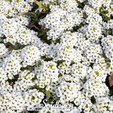 Image result for Alyssum diffusum