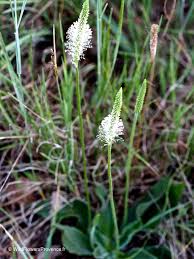 Attēlu rezultāti vaicājumam “Plantago media”