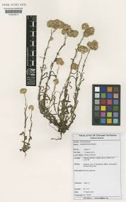 Attēlu rezultāti vaicājumam “Physarum luteolum sessile”