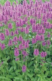 Attēlu rezultāti vaicājumam “Stachys”