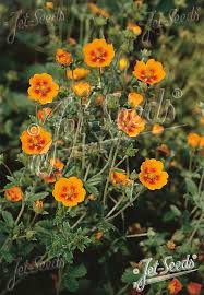 Attēlu rezultāti vaicājumam “Potentilla arenaria flower”