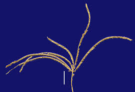 Attēlu rezultāti vaicājumam “Cynodontium strumiferum”