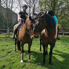 Image result for South Weylands Equestrian