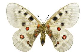 Attēlu rezultāti vaicājumam “Parnassius mnemosyne underside”