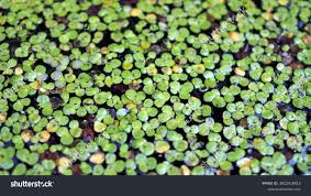 Attēlu rezultāti vaicājumam “Lemna trisulca”