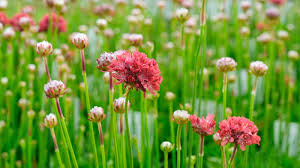 Attēlu rezultāti vaicājumam “Armeria vulgaris bud”