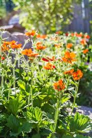 Attēlu rezultāti vaicājumam “Geum x intermedium flower”