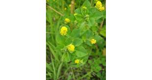 Attēlu rezultāti vaicājumam “Medicago lupulina”