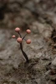 Attēlu rezultāti vaicājumam “Comatricha nigra young”