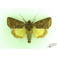 Attēlu rezultāti vaicājumam “Thalpophila matura”