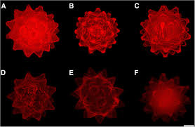 Attēlu rezultāti vaicājumam “Heterotrichia oerstedii (syn. Arcyria oerstedii) macro”