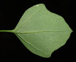 Attēlu rezultāti vaicājumam “Chenopodium acerifolium”