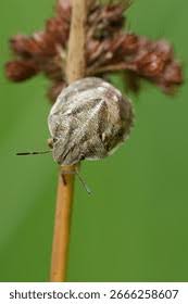 Attēlu rezultāti vaicājumam “Eurygaster testudinaria nymph”