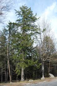 Attēlu rezultāti vaicājumam “Tsuga canadensis”