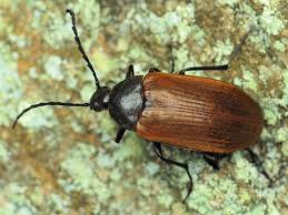 Attēlu rezultāti vaicājumam “Pseudocistela ceramboides”