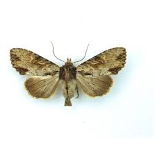 Attēlu rezultāti vaicājumam “Apamea sordens”