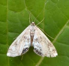 Attēlu rezultāti vaicājumam “Cataclysta lemnata”