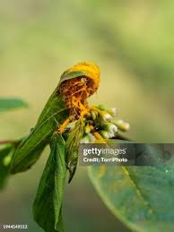 Attēlu rezultāti vaicājumam “Puccinia coronata”