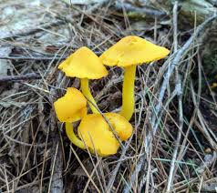 Attēlu rezultāti vaicājumam “Physarum viride var. aurantium spores”