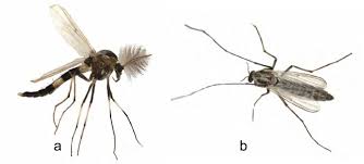 Attēlu rezultāti vaicājumam “Cricotopus male”