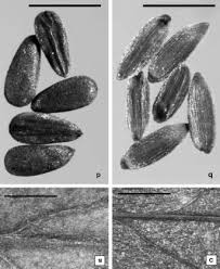 Attēlu rezultāti vaicājumam “Epilobium roseum”