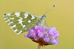 Attēlu rezultāti vaicājumam “Pontia edusa underside”