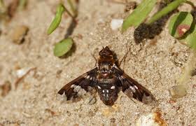 Attēlu rezultāti vaicājumam “Exoprosopa capucina”