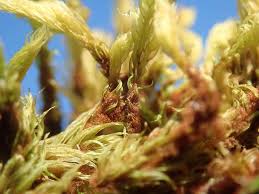 Attēlu rezultāti vaicājumam “Aulacomnium palustre”