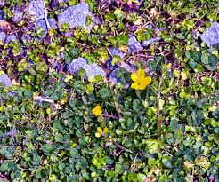 Attēlu rezultāti vaicājumam “Ranunculus cassubicus”