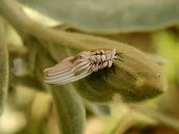 Attēlu rezultāti vaicājumam “Orthezia urticae”