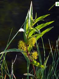 Attēlu rezultāti vaicājumam “Lysimachia thyrsiflora bud”