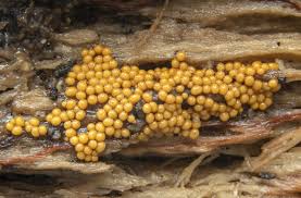 Attēlu rezultāti vaicājumam “Trichia scabra”