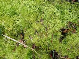 Attēlu rezultāti vaicājumam “Campylopus pyriformis sporophyte”