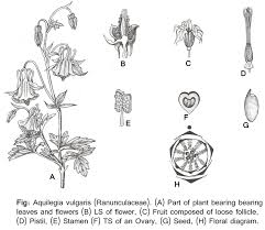 Attēlu rezultāti vaicājumam “Ranunculaceae”