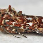 Attēlu rezultāti vaicājumam “Anarta myrtilli larva”