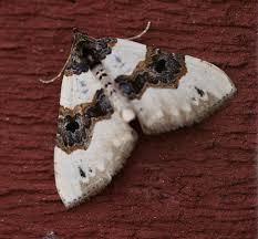 Attēlu rezultāti vaicājumam “Cosmorhoe ocellata”