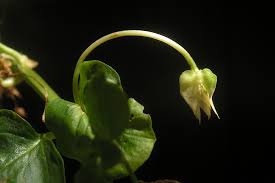 Attēlu rezultāti vaicājumam “Lysimachia nummularia”