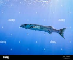 Image result for Sphyraena barracuda