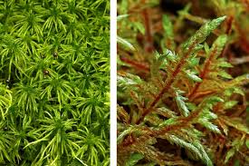 Attēlu rezultāti vaicājumam “Sphagnum wulfianum”