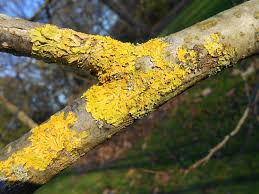 Attēlu rezultāti vaicājumam “Xanthoria parietina”