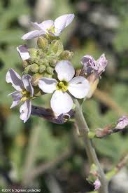 Attēlu rezultāti vaicājumam “Cakile maritima subsp. baltica flower”