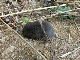 Attēlu rezultāti vaicājumam “Microtus agrestis”