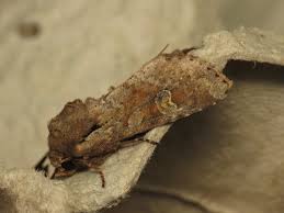 Attēlu rezultāti vaicājumam “Apamea sordens”