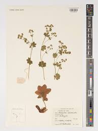 Attēlu rezultāti vaicājumam “Alchemilla subcrenata  flower”