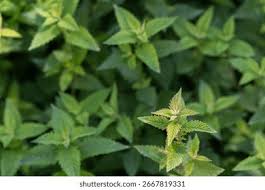 Attēlu rezultāti vaicājumam “Lycopus europaeus leaf”