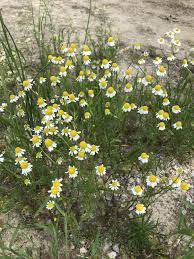 Image result for Matricaria recutita (chamomilla)