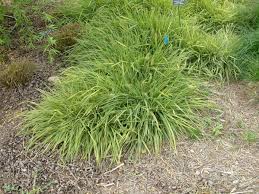 Attēlu rezultāti vaicājumam “Alopecurus pratensis fruit”