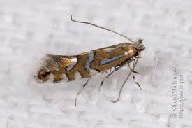 Attēlu rezultāti vaicājumam “Phyllonorycter sp.”